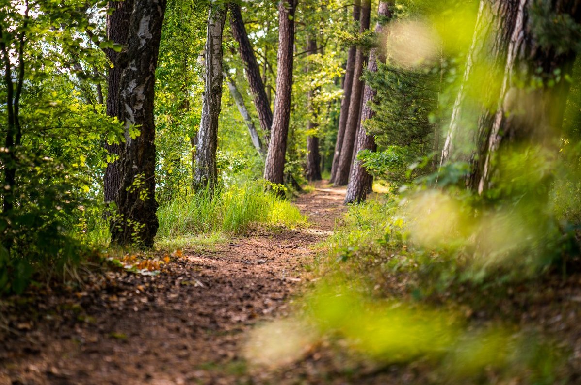 Auf dem Bild ist ein Waldweg am Sidowsee bei Himmelpfort zu sehen.